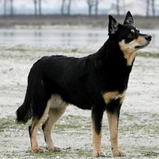 Лапландская оленегонная собака
