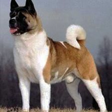 Большая японская собака (Американская акита)