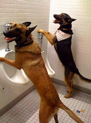 Как приучить к туалету взрослую собаку