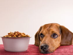 Что делать, если собака отказывается от еды?